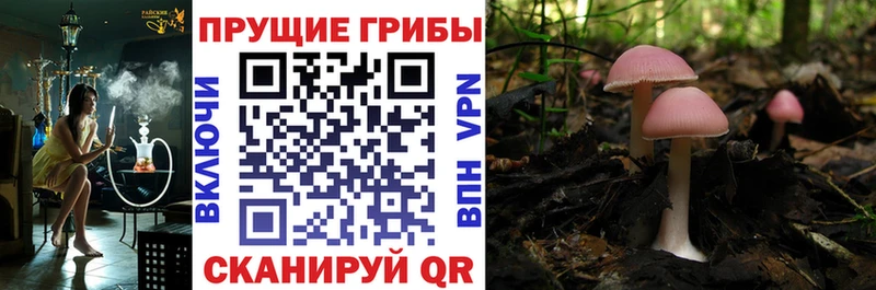OMG онион Перевоз Галлюциногенные грибы прущие грибы